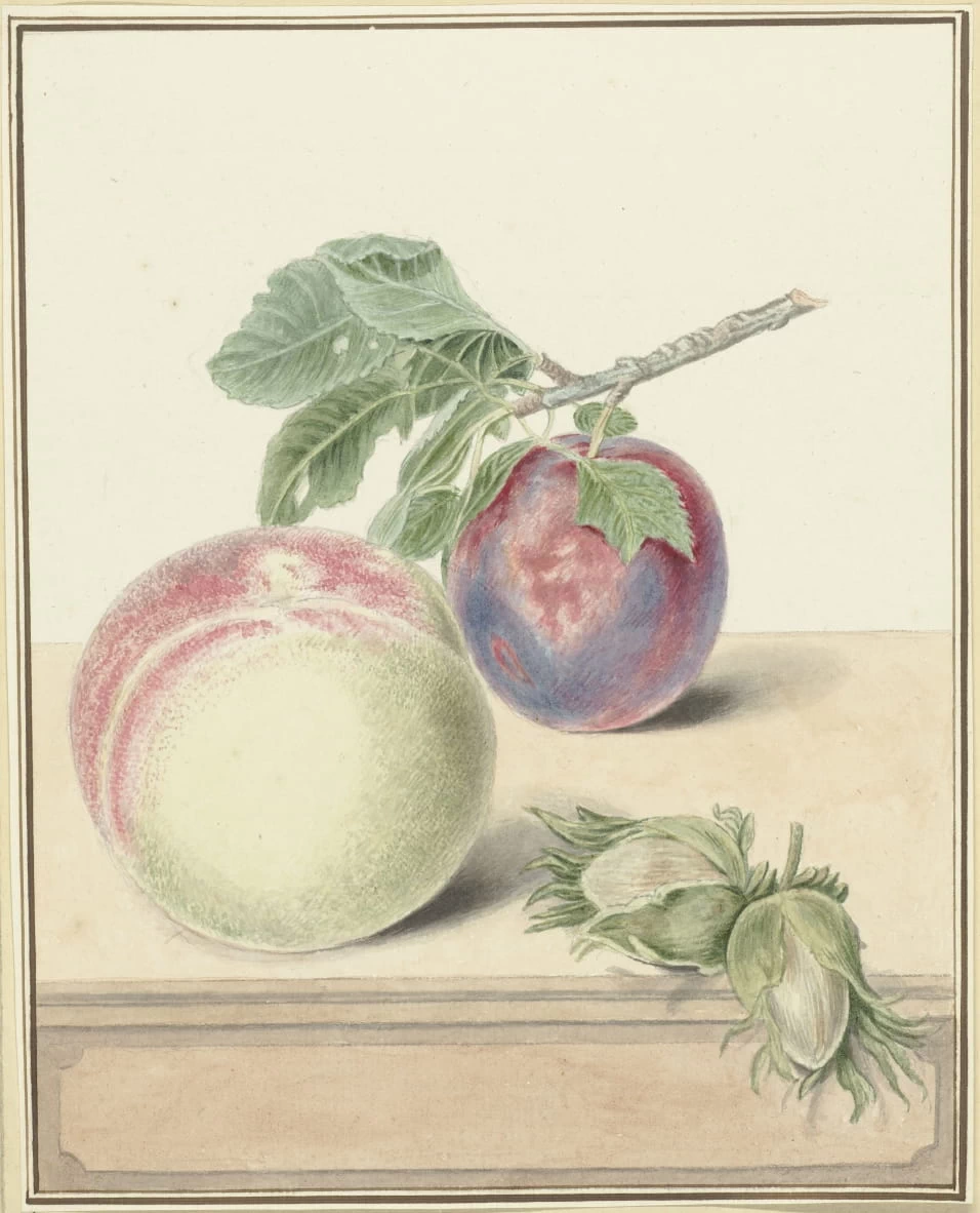 Pesca, una prugna con foglia e qualche noce - Rijks Museum, Amsterdam